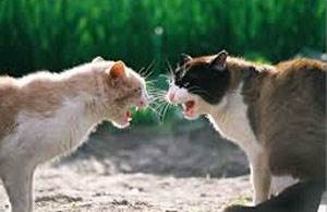 Способы зараженя ВИК у кошек